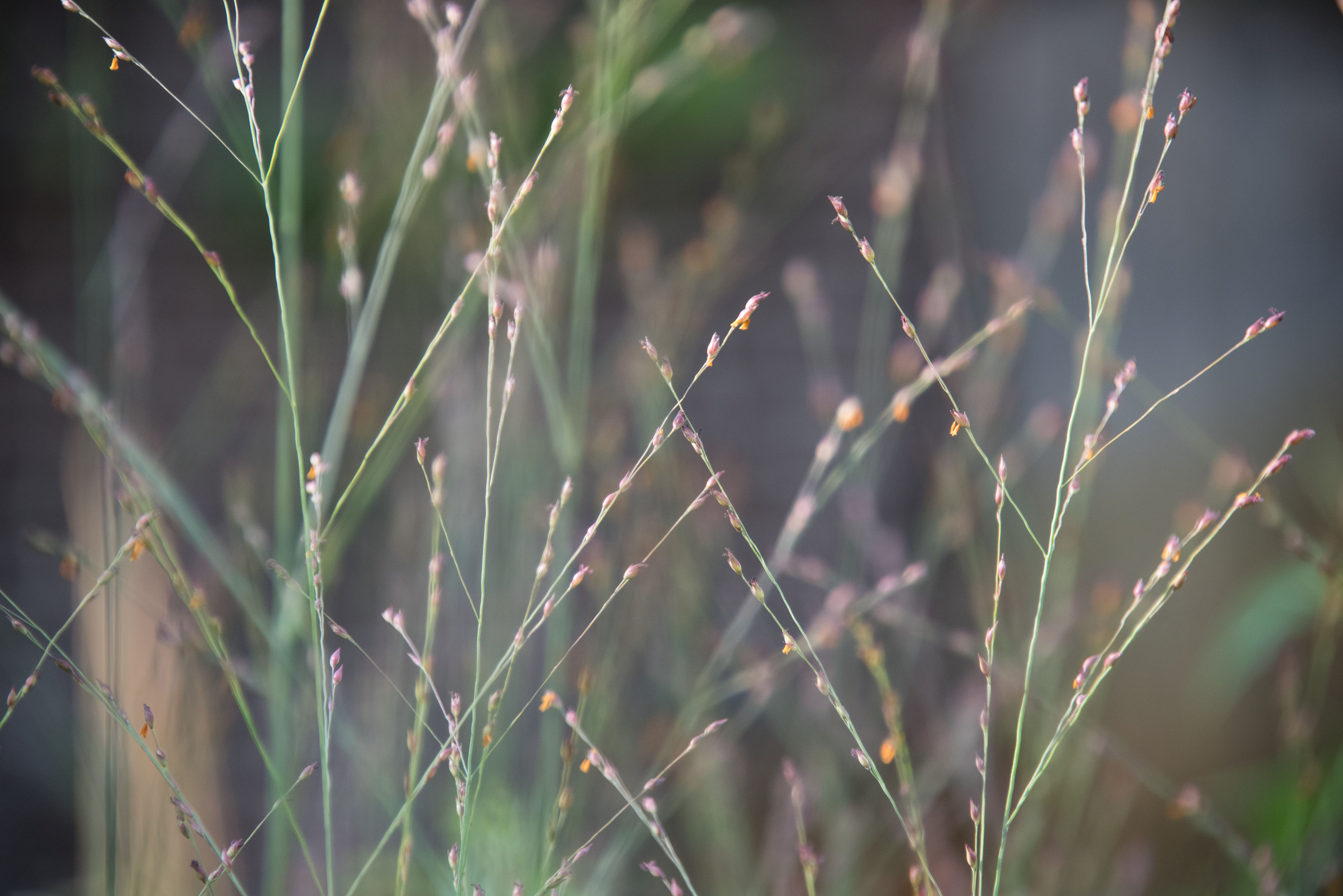 Panicum virgatum 'Rotstrahlbusch'Vingergras bestellen